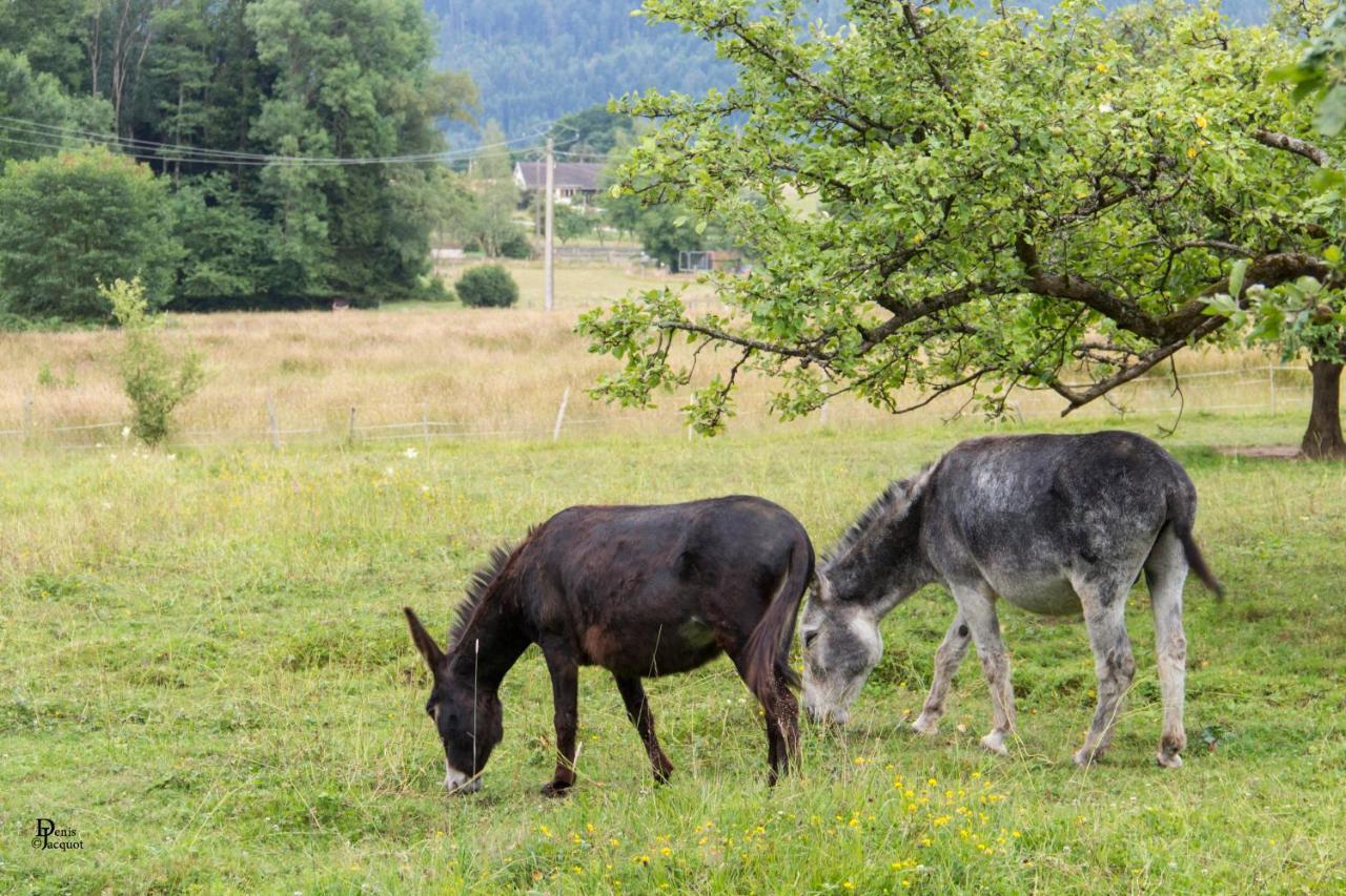 Roulotte Le Temps De Rever Bed and Breakfast Saint-Michel-sur-Meurthe Buitenkant foto