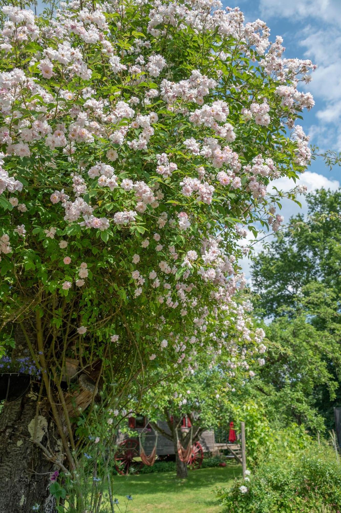 Roulotte Le Temps De Rever Bed and Breakfast Saint-Michel-sur-Meurthe Buitenkant foto