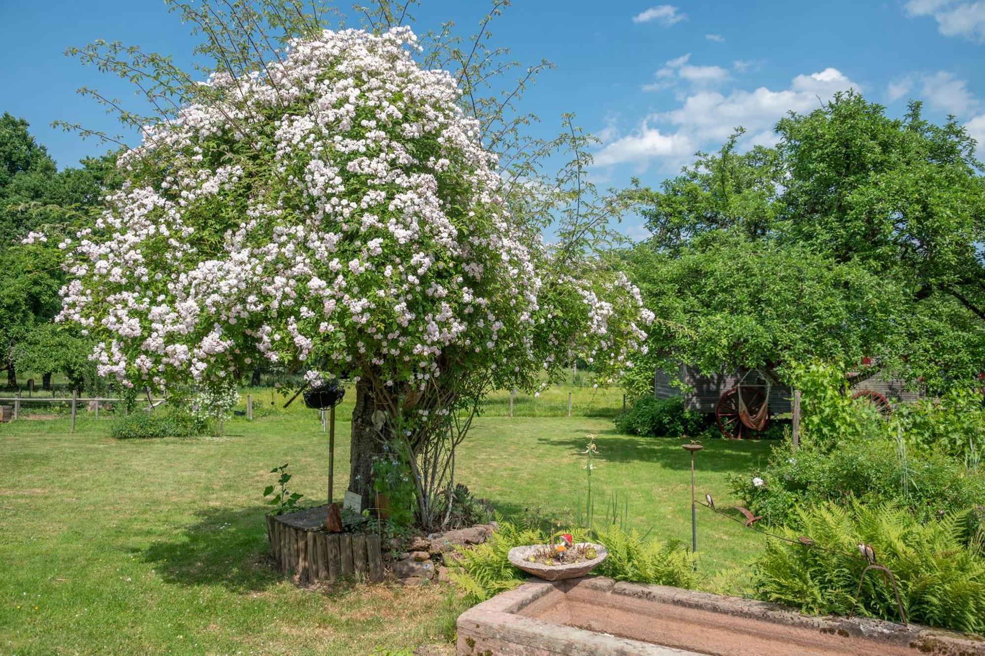 Roulotte Le Temps De Rever Bed and Breakfast Saint-Michel-sur-Meurthe Buitenkant foto